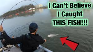 Maybe you would like to learn more about one of these? Amazing Striped Bass Catch Clean Cook Delicious Fish Tacos Youtube