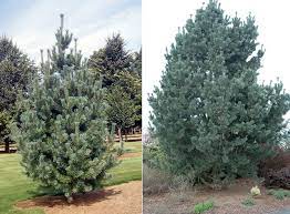 It is also called rocky mountain white pine. Pinus Flexilis Vanderwolf S Pyramid Landscape Plants Oregon State University