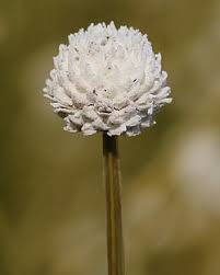 Image result for Eriocaulon buchananii