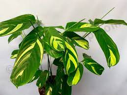 Ctenanthe plants are grown for their large, beautiful leaves. Ctenanthe Lubbersiana Calathea Golden Mosaic Claessen Orchids