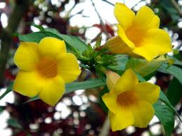 Image result for Allamanda schottii
