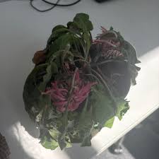 Image result for Justicia asystasioides