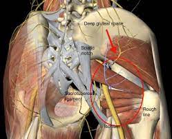 Endoscopic Treatment Of Sciatic Nerve Entrapment In Deep Gluteal Syndrome Clinical Results Sciencedirect