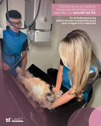 LaVet consultorio veterinario