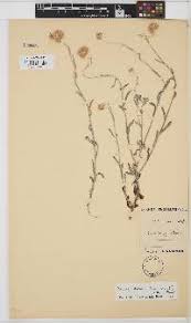 Image result for Neoboutonia melleri