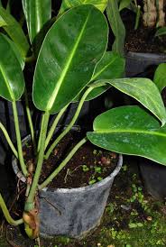 Philodendron Renauxii Philodendron Leafy Plants Foliage Plants