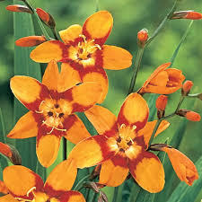 Image result for Crocosmia