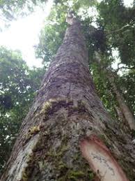 Image result for Pseudospondias microcarpa