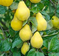 Apples require another nearby apple tree for pollination, so check out your neighborhood for a pollinating contender. Best Fruit Trees For Small Gardens Grow Your Own Small Fruit Orchard