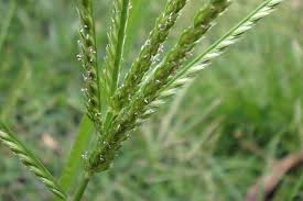 Post the definition of goosegrass to facebook share the definition of goosegrass on twitter. Eleusine Indica