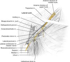 It is one of the deep muscles of the anterior compartment (deep volar compartment) of the forearm. Flexor Digitorum Profundus Muscle An Overview Sciencedirect Topics