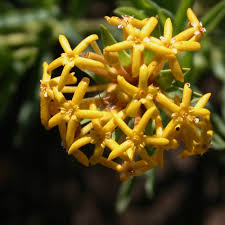 Image result for Gnidia kraussiana