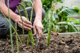 To further retain freshness, trim off the ends of the asparagus shoots and then. How To Grow Asparagus Bbc Gardeners World Magazine