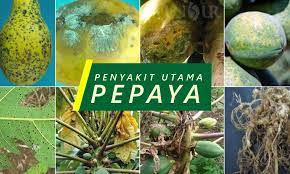Check spelling or type a new query. Mengatasi 10 Penyakit Utama Tanaman Pepaya Unsurtani Com
