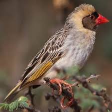 Birds That Start With The Letter Q Here Is A List Of All The Animals We Have Found Starting With The Letter Q World Birds Pet Birds Bird Species