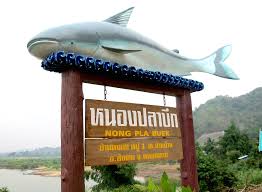 Detecting critically endangered mekong giant catfish pangasianodon gigas using environmental dna». On The Edna Trail Of The Mekong Giant Catfish Fishbio Fisheries Research Monitoring And Conservation