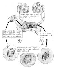 Image result for Whipworm