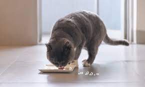 Tips To Soothe Your Cat S Upset Stomach Zoetis Petcare