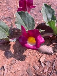 Image result for Harpagophytum zeyheri