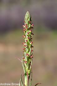 Image result for Disa cryptantha