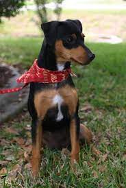 Dog Finder Adopt A Dog Or Cat Near You Dogtime Dogs Cute Cats And Dogs Miniature Pinscher Dog