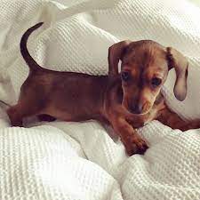 Miniature Dachshund Dachshund Puppies Dachshund Puppy Miniature Dachshund Breed