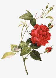 ✔ vintage, unframed 6 3/4 x 9 1/4 inch new yorker botanical flower. Create Your Own Case Tea Rose Botanical Illustration Transparent Png 800x1073 Free Download On Nicepng