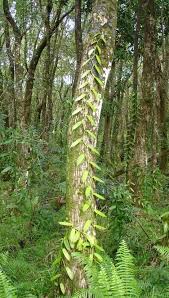 La Maison De La Vanille Vanille Sauvage De Madagascar La Vanille Ile Francaise Faune Et Flore Epiphyte