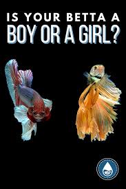  Pin On All About Betta Fish