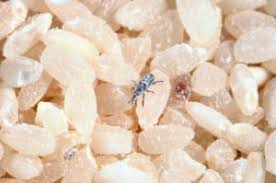 Using some boiling water techniques, quickly clean the rice, and you can rid them of the weevil. Rice Weevil 5 Fun Facts How To Get Rid Of Them Pest Wiki
