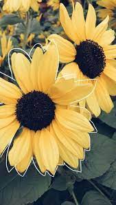 Pin De Aissiasomai4 En Tumblr Fondos De Pantalla Girasoles Fondos De Pantalla Compartidos Fondos De Pantalla Flores