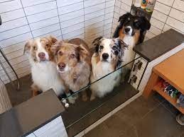 Check spelling or type a new query. Kitchen Remodel Basement Finish Mudroom With Dog Shower