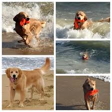 Please Meet Salty What A Name Golden Retriever Breeder Golden Retriever Labrador Retriever