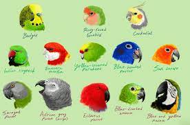 The african grey is distinguished from other parrots by having the best ability to mimic the human voice, he is able to record thousands of words and place them in a very specific context, which makes him really capable of interacting with. Talking Parrots 10 Best Talking Pet Parrot In The World