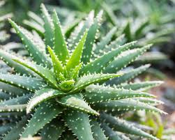 Eenhana needs n$100m for sewage plant. Plants In Namibia The Cardboard Box Travel Shop