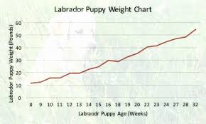60 Unique Golden Retriever Puppy Weight Chart Home Furniture