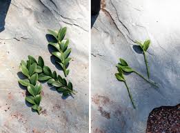 Propagating Boxwood from Cuttings | The Maker Makes