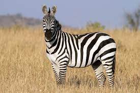 Some habitats are dry and like a desert, some have lots of grass and plenty of rain, while other zebra habitats are mountainous. Zebra Facts Live Science