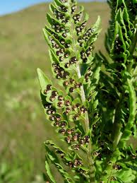 Image result for Dryopteris athamantica