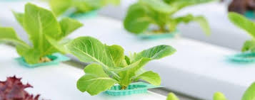 Qué necesitas para hacer tu huerto hidropónico? | Leroy Merlin