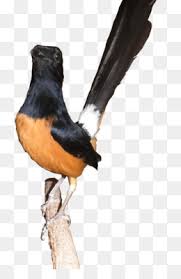 10 kumpulan gambar burung murai batu lucu gambar foto burung murai. Free Download Hornbill Bird Png Cleanpng Kisspng