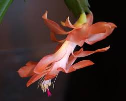 Once your christmas cactus turns brown, you should be on high alert. Christmas Cactus Turning Yellow Purple Or White Ready To Diy