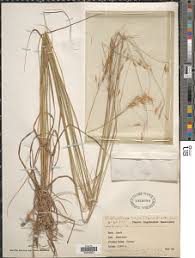 Image result for Loudetia simplex