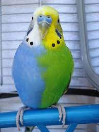 I know of people who have both blue and green quakers that are big talkers, and others of both colors who are rather quiet. A Rare Green And Blue Budgie Pet Birds Beautiful Birds Parrot