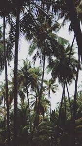 Discover and share palm tree quotes. 54 Palm Tree Iphone Wallpapers Ideas Palm Tree Iphone Wallpaper Iphone Wallpaper Tree Iphone