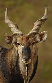 Aardvark earth pig or ground hog. Giant Eland Wikipedia