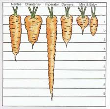 carrot statistics and other information from around the world