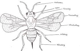 Our local newmarket pest controllers can install metal spikes to be used to deter birds from your property in newmarket. Mass Production And Quality Of Biological Control Agents For Pest Management Springerlink
