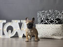 The breed is the result of a cross between toy bulldogs imported from england. Tth Gq4lxow5am