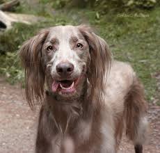 Long Haired Weimaraner Puppy Hound Chien Perro Hond Hund Cane Koira Dogs Puppies Pup Pooch Long Haired Weimaraner Cute Dogs Rare Dogs
